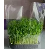 Пакети для мікрозелені (д) 240*290 (ш), мм,  з дрібною перфорацією з дном (100 мм) під лоток