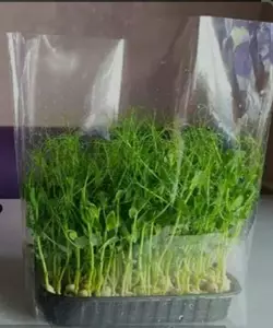 Пакети для мікрозелені (д) 240*290 (ш), мм,  з дрібною перфорацією з дном (100 мм) під лоток